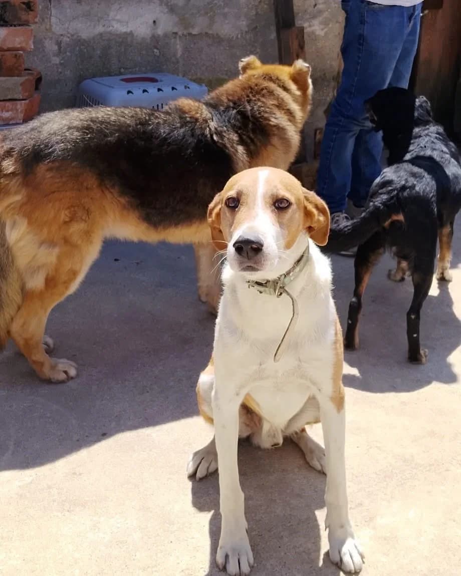 Caramelo C, male 3yo Mixed Breed for adoption at Pfotenhilfe Portugal e.V., Altfraunhofen