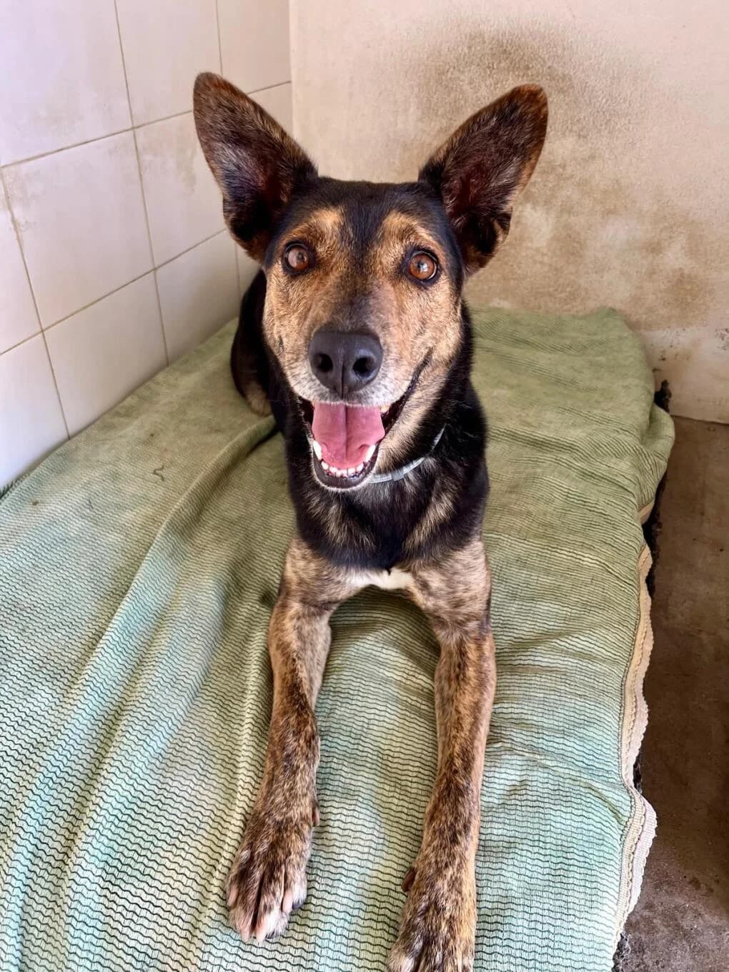 Goya, male 7yo Mixed Breed for adoption at Pfotenhilfe Portugal e.V., Altfraunhofen