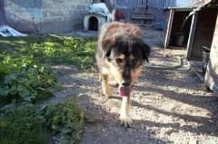Jack-C, male senior Mixed Breed for adoption at Pfotenhilfe Portugal e.V., Altfraunhofen