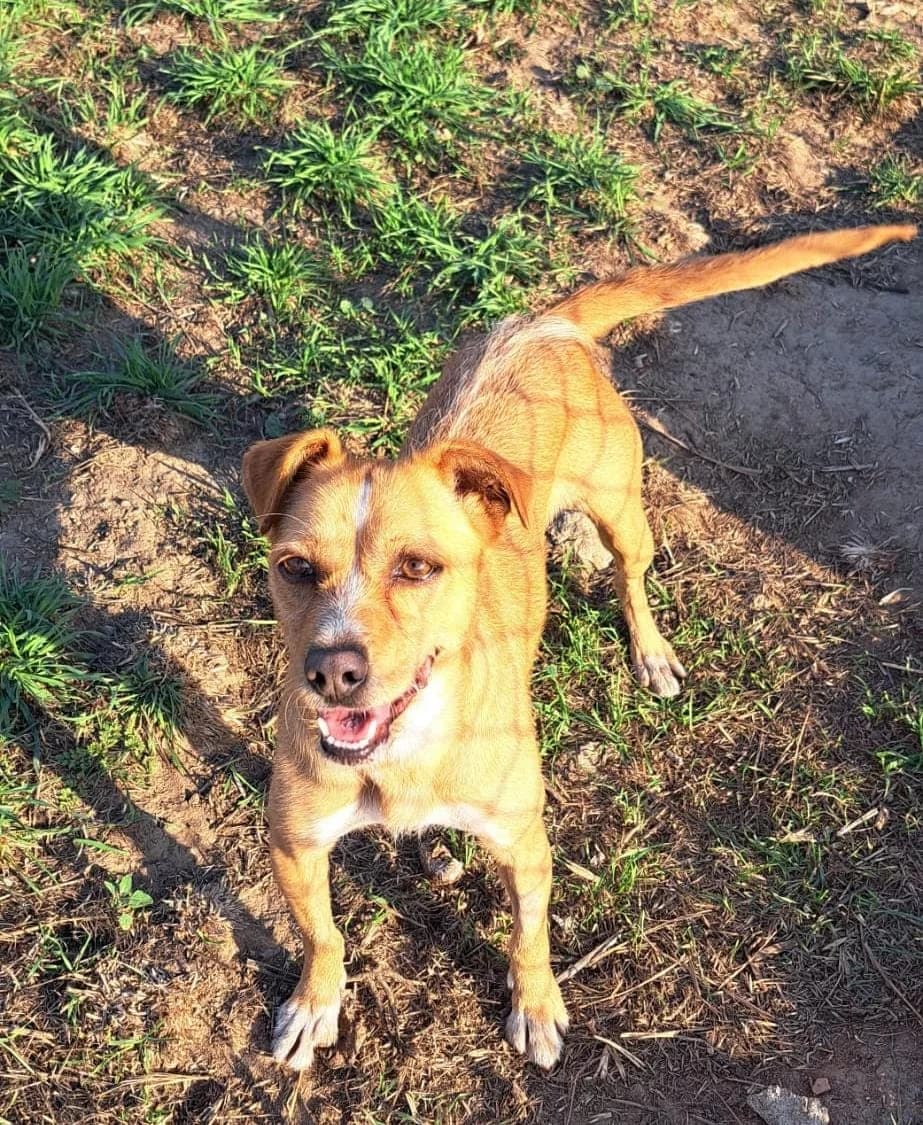 Melanie, female 6yo Mixed Breed for adoption at Pfotenhilfe Portugal e.V., Altfraunhofen