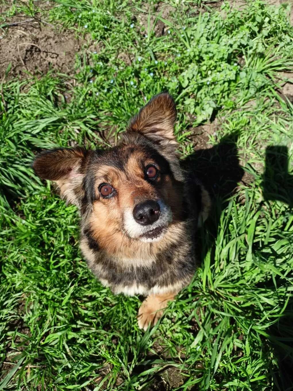 Ourica, female senior Mixed Breed for adoption at Pfotenhilfe Portugal e.V., Altfraunhofen