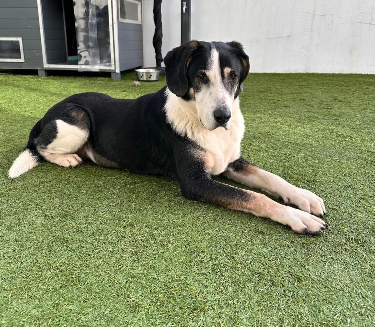 Roquito, male senior Mixed Breed for adoption at Pfotenhilfe Portugal e.V., Altfraunhofen