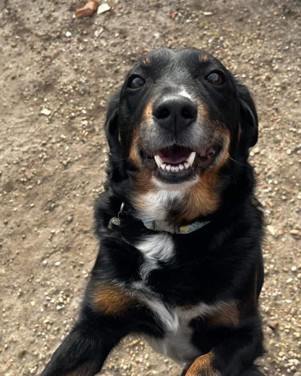 Sebastiao, male senior Mixed Breed for adoption at Pfotenhilfe Portugal e.V., Altfraunhofen