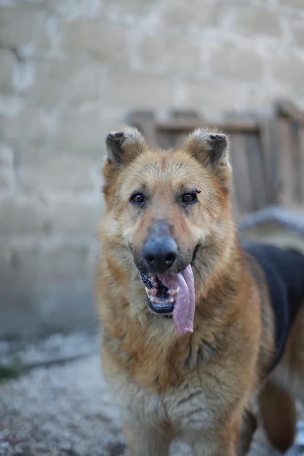 Ursa, female senior German Shepherd for adoption at Pfotenhilfe Portugal e.V., Altfraunhofen