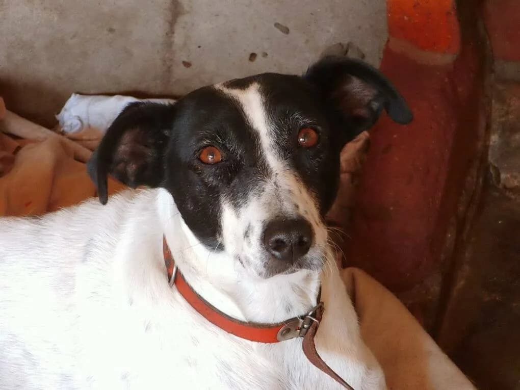Xita, female senior Mixed Breed for adoption at Pfotenhilfe Portugal e.V., Altfraunhofen