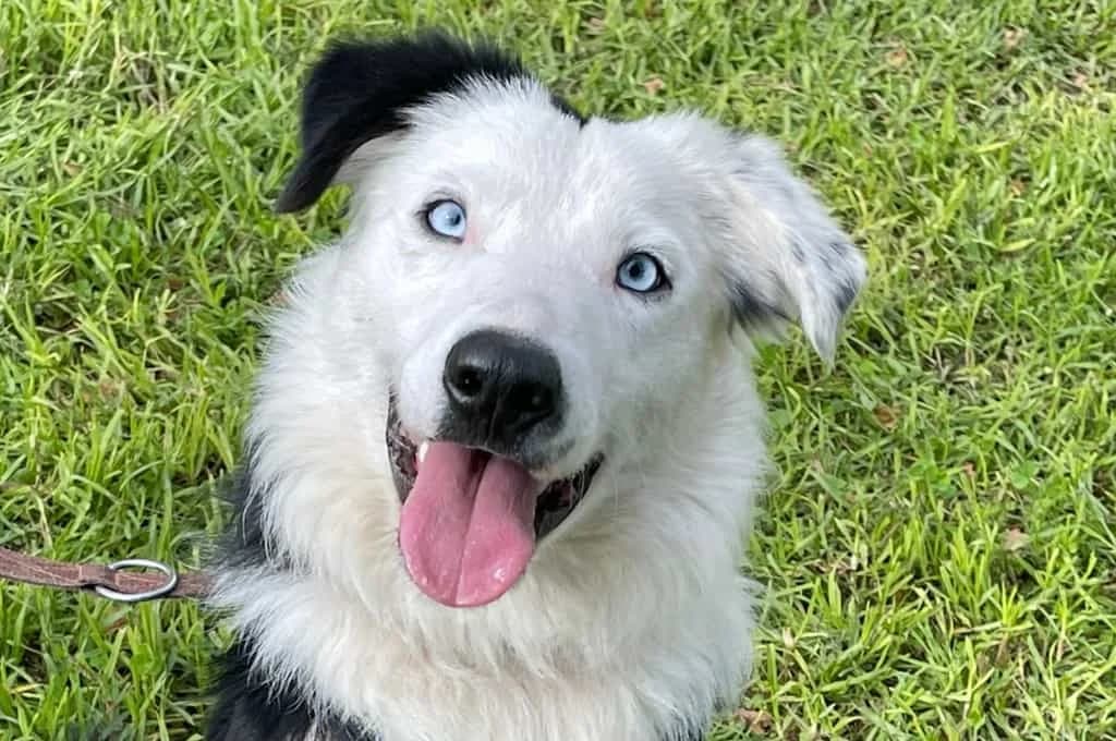 Togo, male Mixed Breed for adoption at Pfotenhilfe Sachsen e.V.