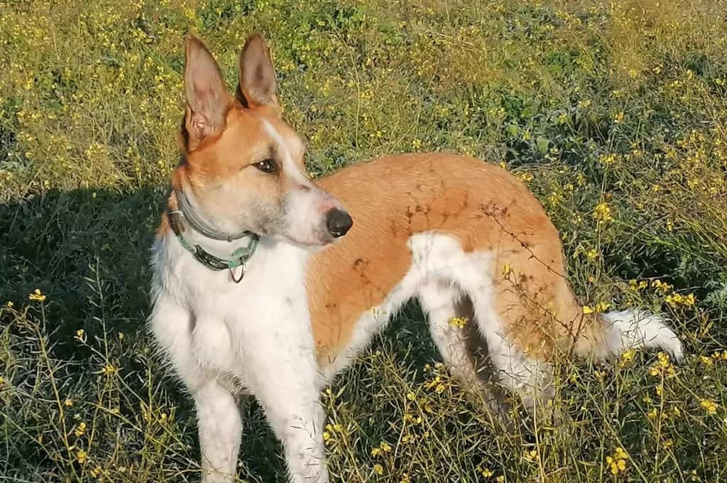Rio, male 4yo Mixed Breed for adoption at Pfotenhilfe Sachsen e.V.
