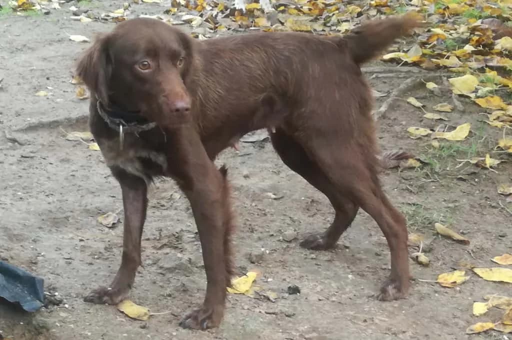 Isa, female Mixed Breed for adoption at Pfotenhilfe Sachsen e.V.