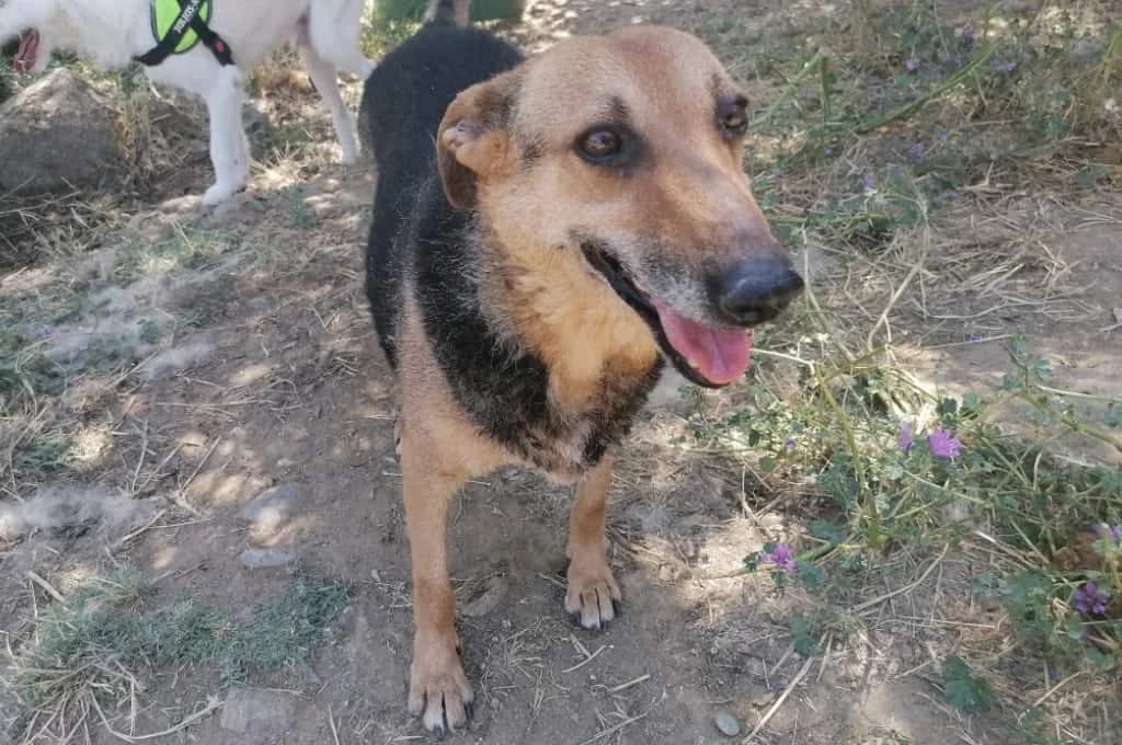 Kira, female Mixed Breed for adoption at Pfotenhilfe Sachsen e.V.