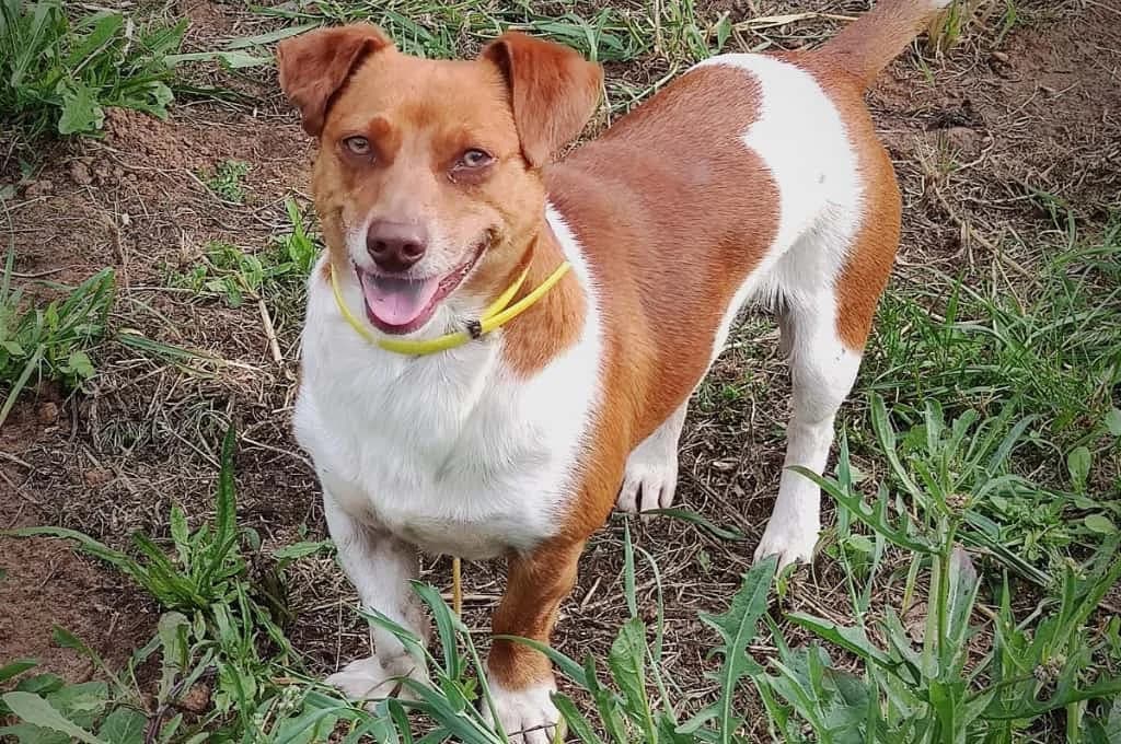 Pinto, male Mixed Breed for adoption at Pfotenhilfe Sachsen e.V.