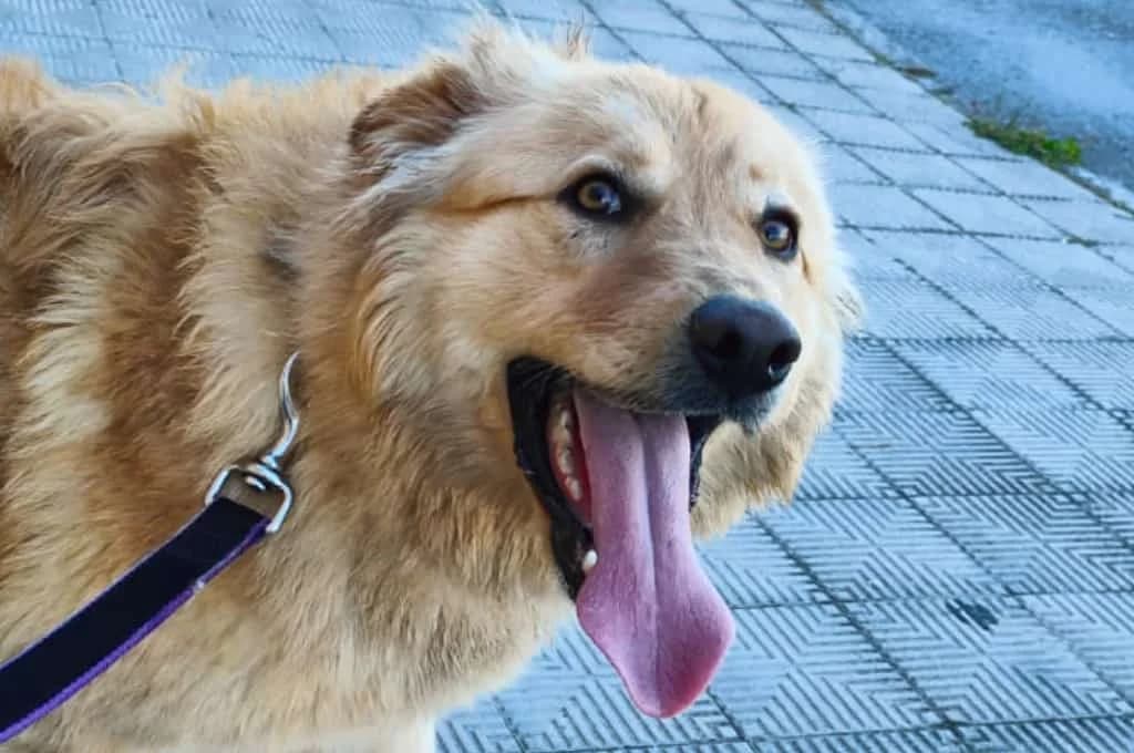 Ron, male Mixed Breed for adoption at Pfotenhilfe Sachsen e.V.