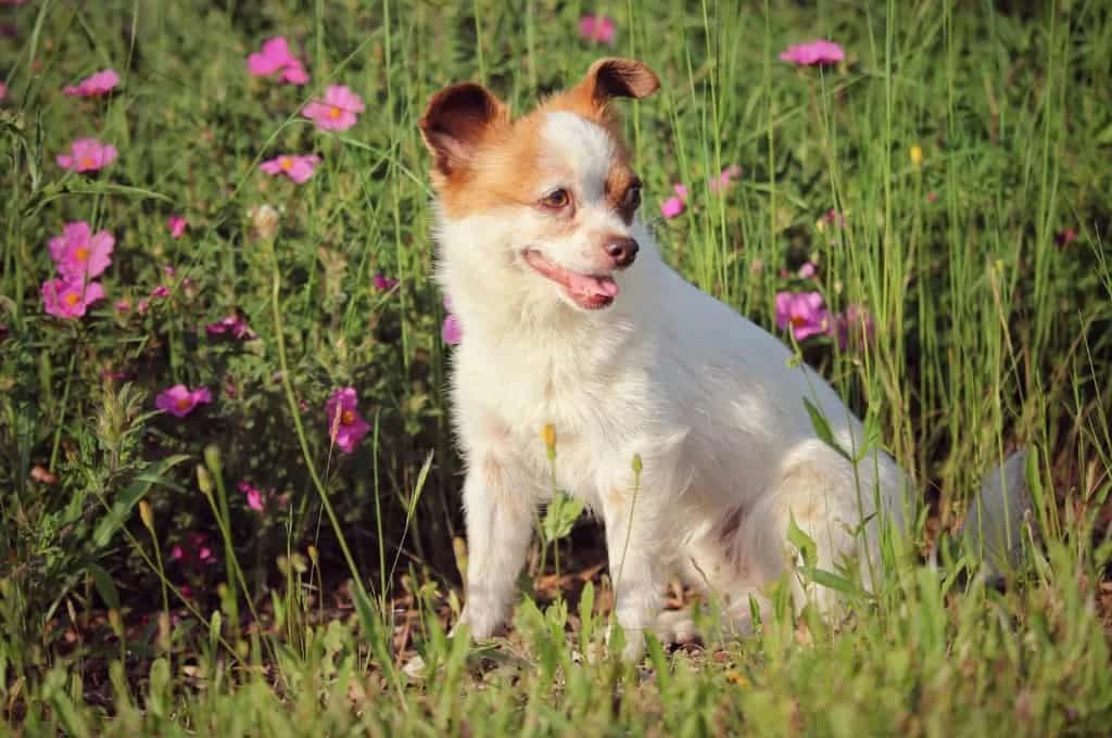 Boton, male Mixed Breed for adoption at Pfotenhilfe Sachsen e.V.