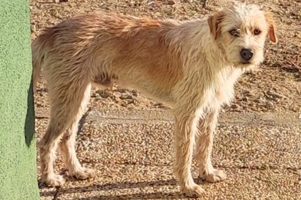 Fermin, male Mixed Breed for adoption at Pfotenhilfe Sachsen e.V.