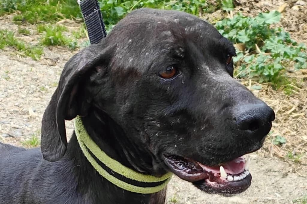Sia, female Mixed Breed for adoption at Pfotenhilfe Sachsen e.V.