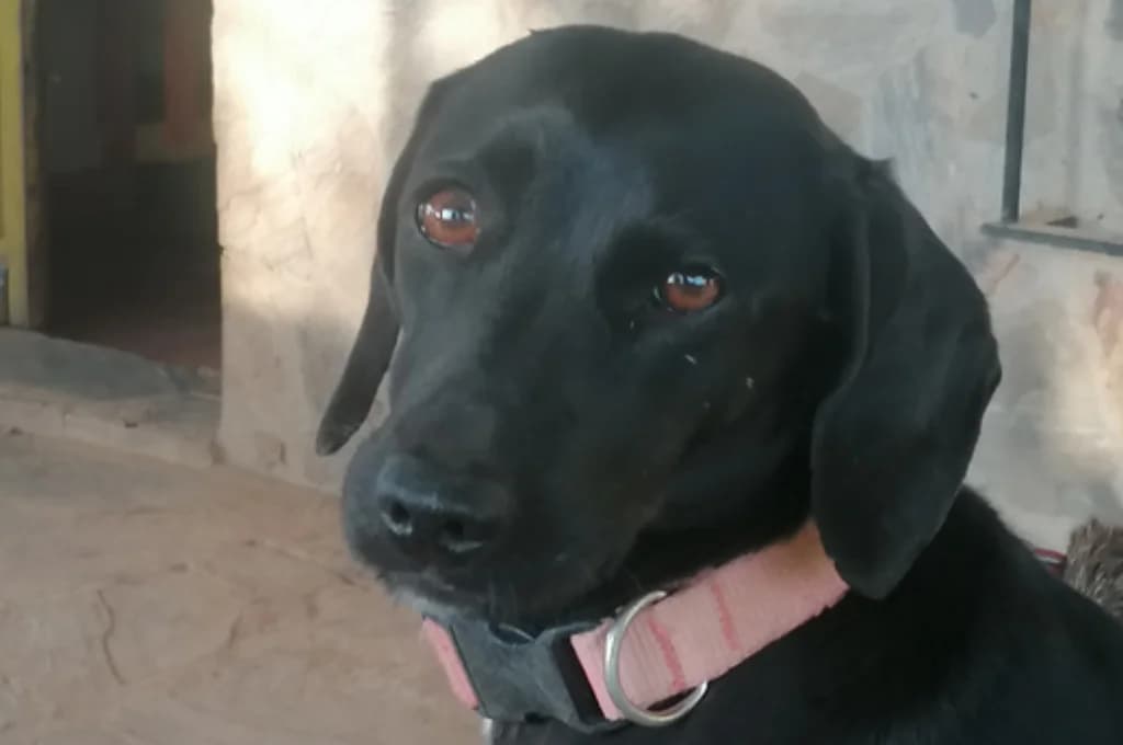 Nina, female Mixed Breed for adoption at Pfotenhilfe Sachsen e.V.