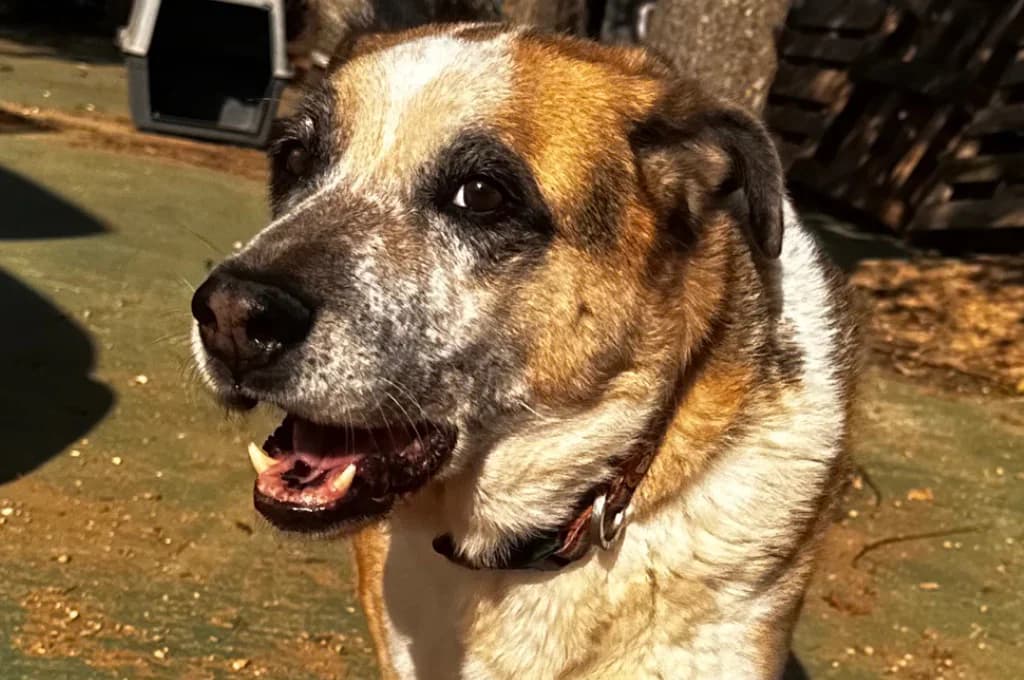 Papi, male Mixed Breed for adoption at Pfotenhilfe Sachsen e.V.