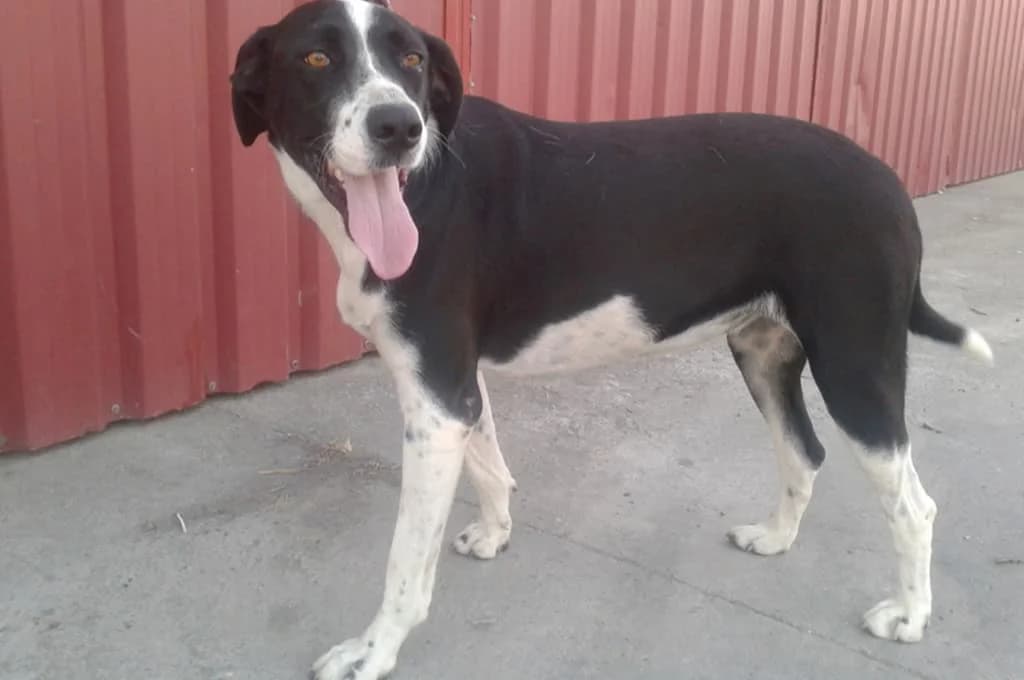 Gala, female Mixed Breed for adoption at Pfotenhilfe Sachsen e.V.
