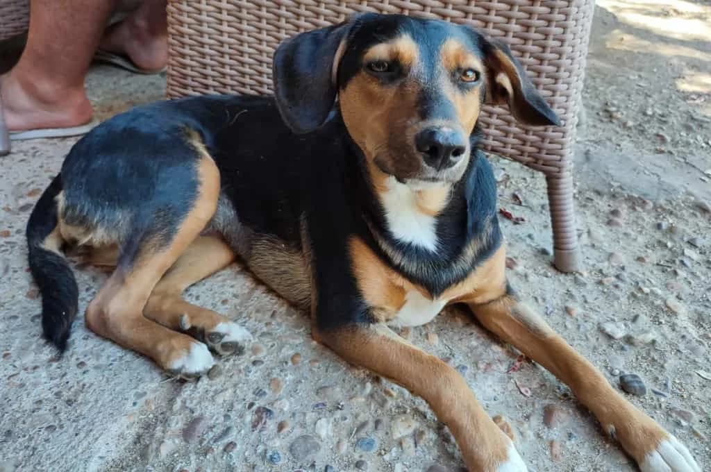 Shiva, female Mixed Breed for adoption at Pfotenhilfe Sachsen e.V.