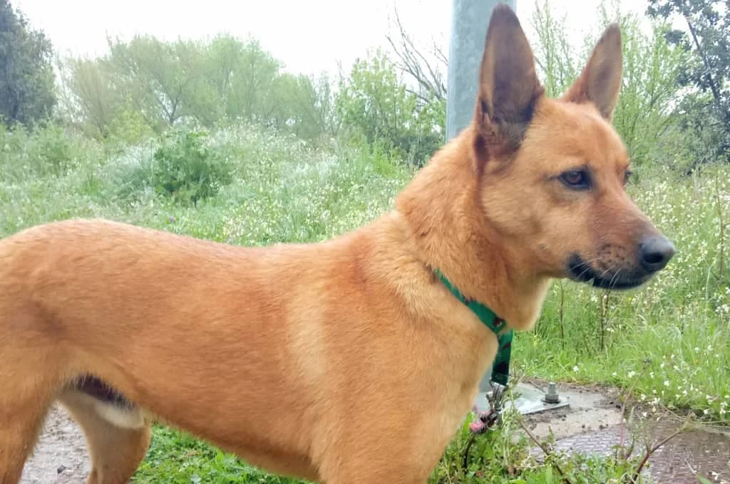 Rocky, male Mixed Breed for adoption at Pfotenhilfe Sachsen e.V.