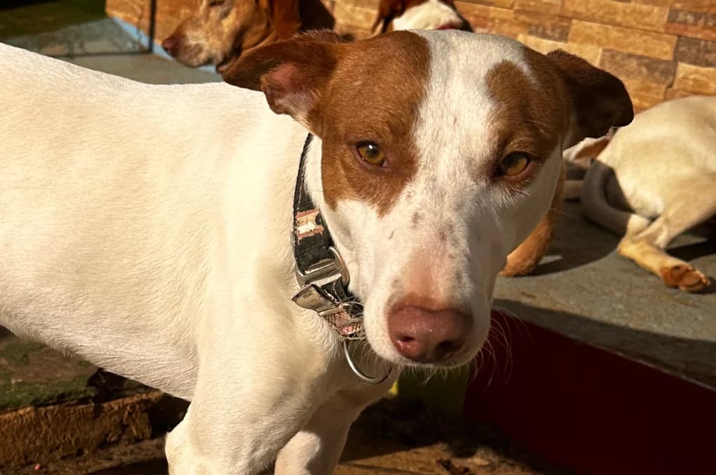 Terron, male Mixed Breed for adoption at Pfotenhilfe Sachsen e.V.