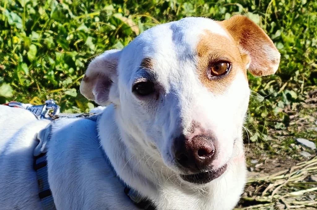 Bimbo, male Mixed Breed for adoption at Pfotenhilfe Sachsen e.V.