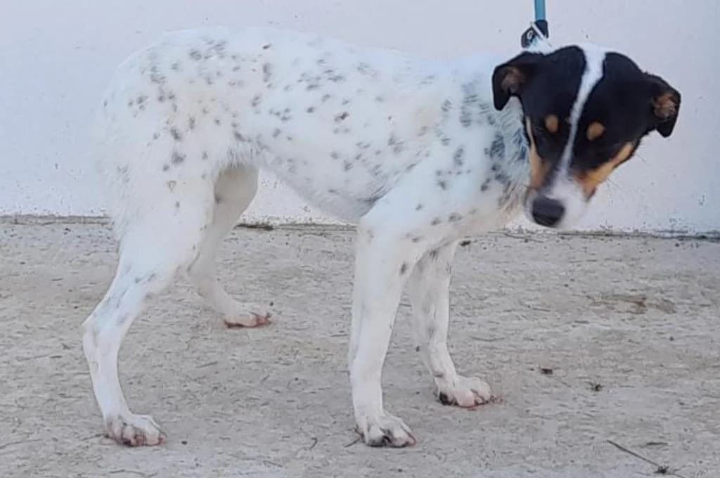 Duna, female Mixed Breed for adoption at Pfotenhilfe Sachsen e.V.