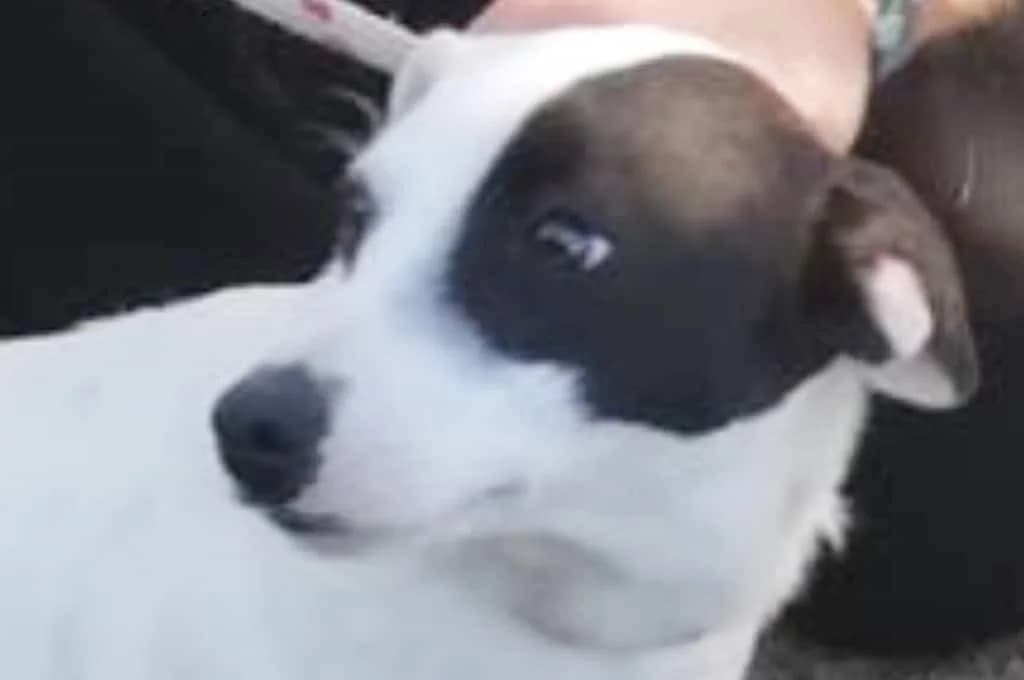 Lucie, female Mixed Breed for adoption at Pfotenhilfe Sachsen e.V.