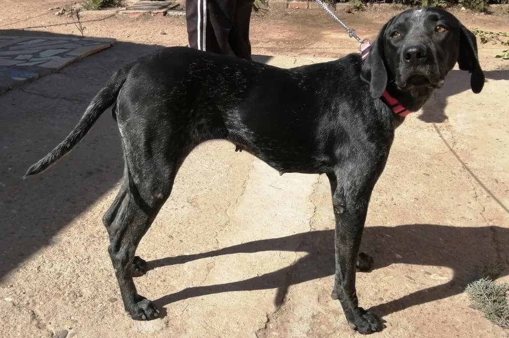 Linda, female 7yo Mixed Breed for adoption at Pfotenhilfe Sachsen e.V.
