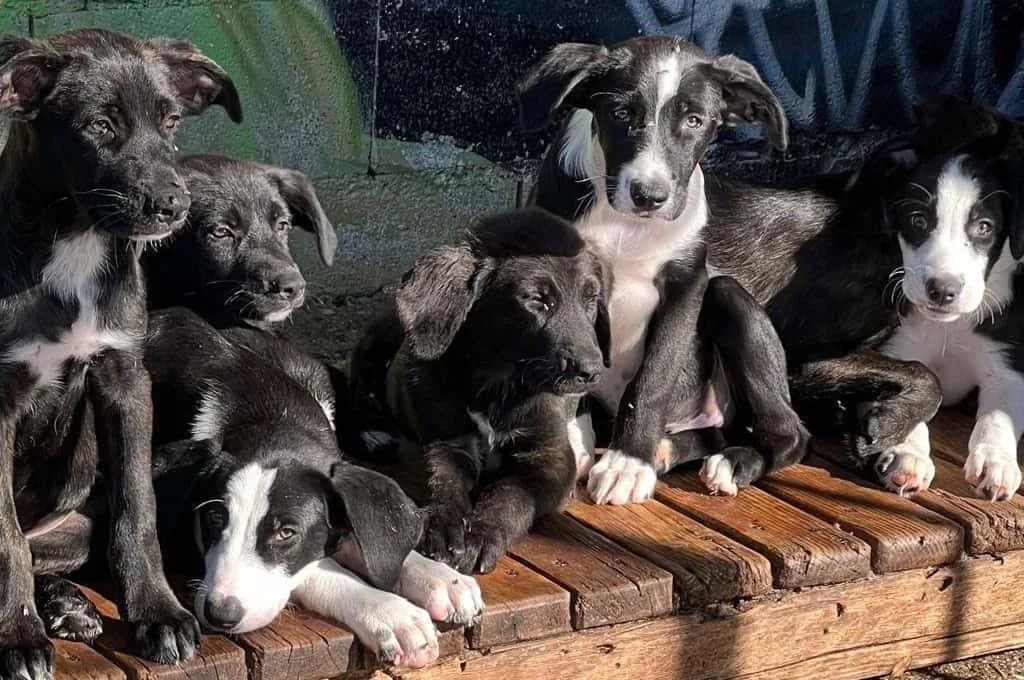Welpen, male puppy Mixed Breed for adoption at Pfotenhilfe Sachsen e.V.