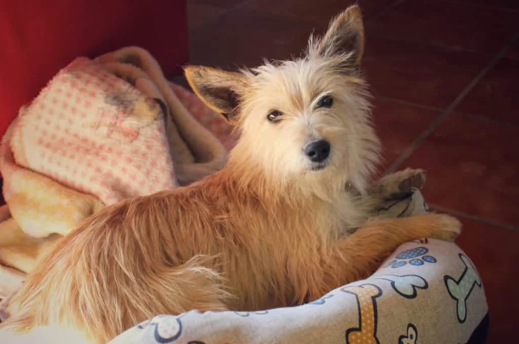Suri, female Mixed Breed for adoption at Pfotenhilfe Sachsen e.V.