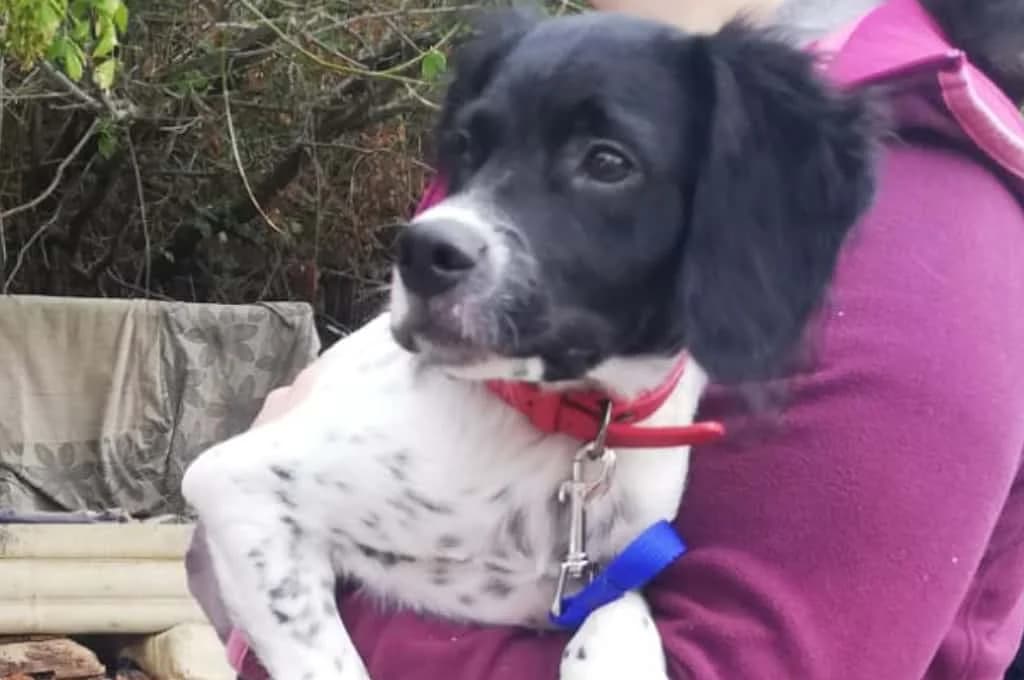 Silver, male Mixed Breed for adoption at Pfotenhilfe Sachsen e.V.
