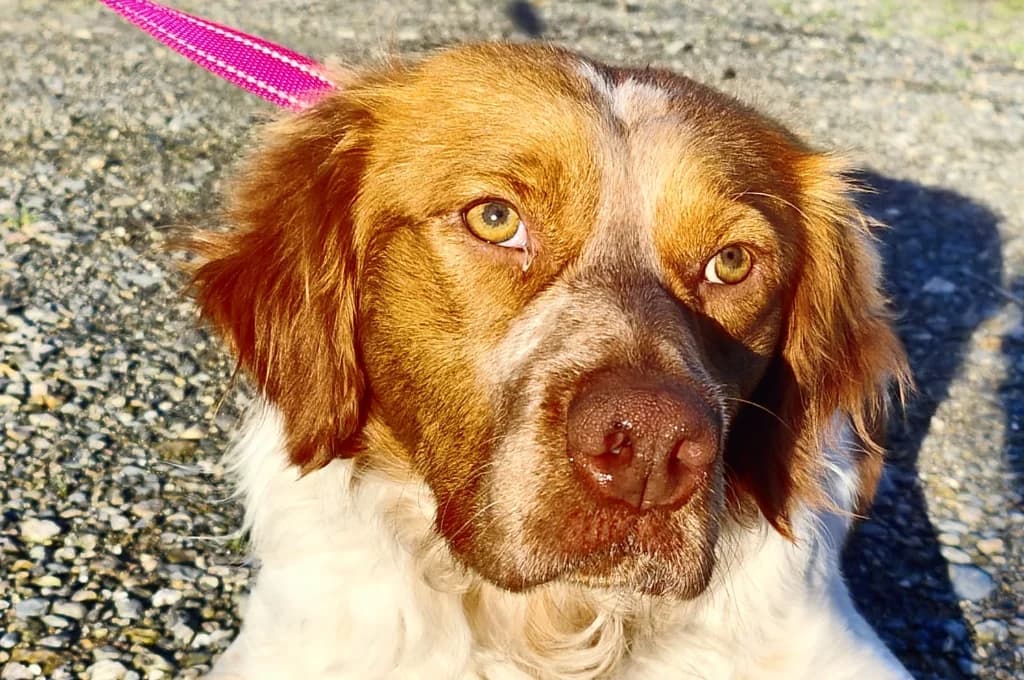 Eliot, male Mixed Breed for adoption at Pfotenhilfe Sachsen e.V.