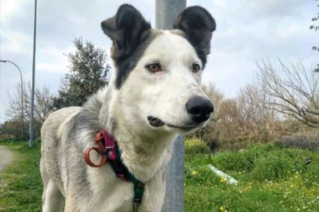 Nube, female Mixed Breed for adoption at Pfotenhilfe Sachsen e.V.