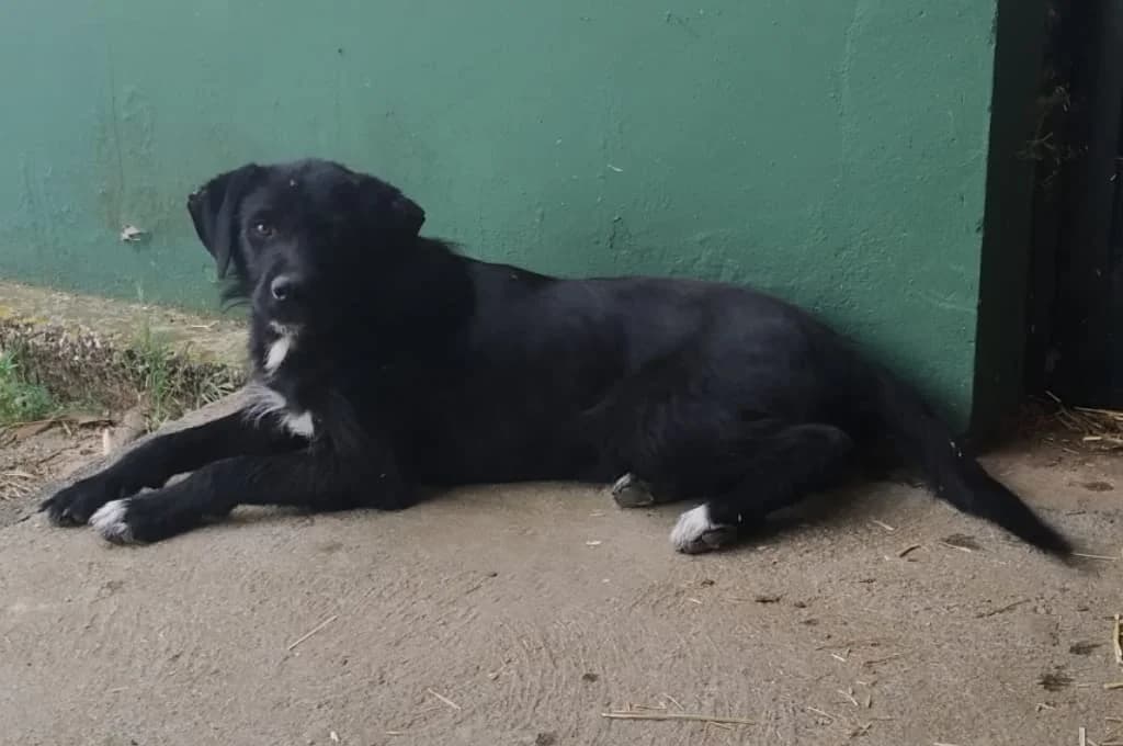 Luna, female Mixed Breed for adoption at Pfotenhilfe Sachsen e.V.
