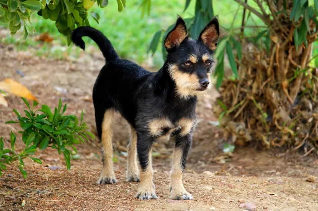 Leo, male puppy Mixed Breed for adoption at Pfotenhilfe Sachsen e.V.