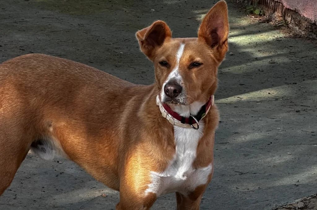 Romeo, male Mixed Breed for adoption at Pfotenhilfe Sachsen e.V.