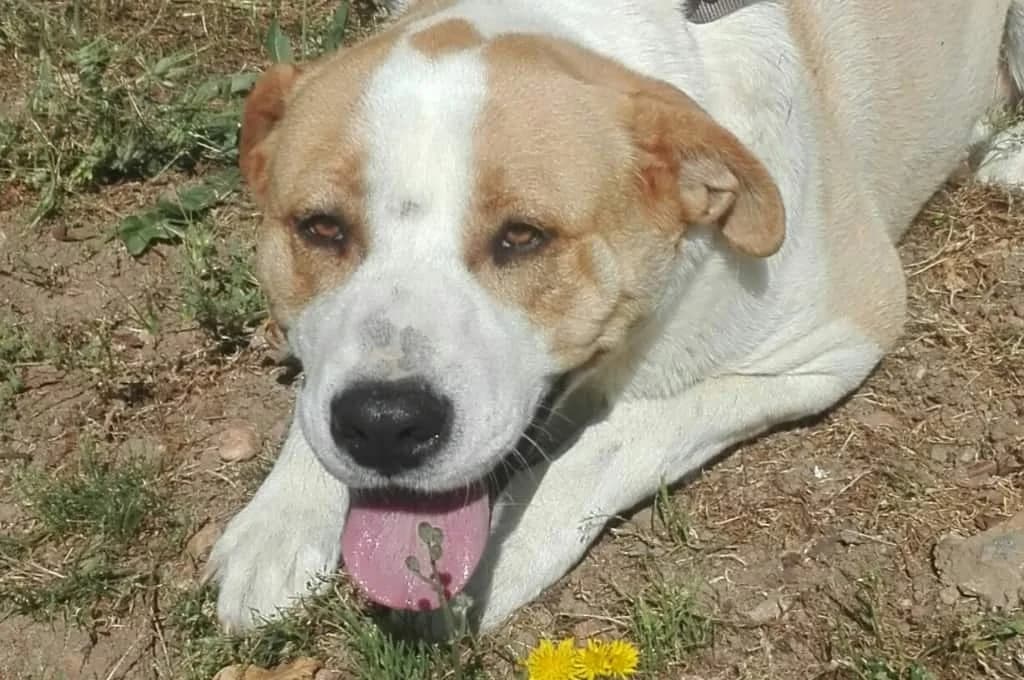 Doby, male senior Mixed Breed for adoption at Pfotenhilfe Sachsen e.V.