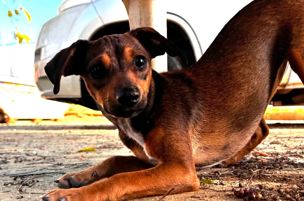 Encarni, female Mixed Breed for adoption at Pfotenhilfe Sachsen e.V.