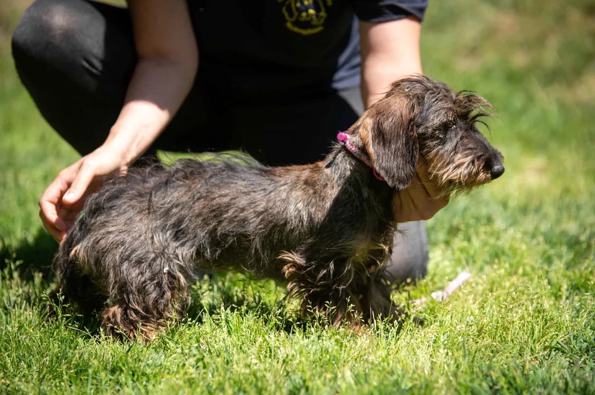 Aelis, female young Dachshund for adoption at Pfotenhilfe Sauerland e.V., Marsberg