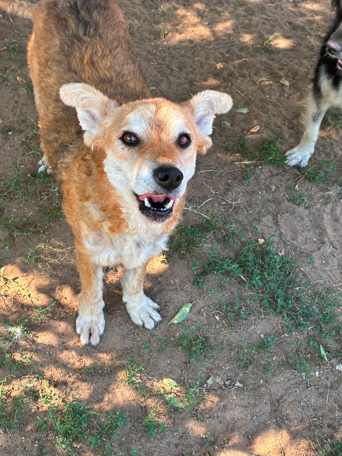 Agnese, female senior Mixed Breed for adoption at Pfotenhilfe Sauerland e.V., Marsberg