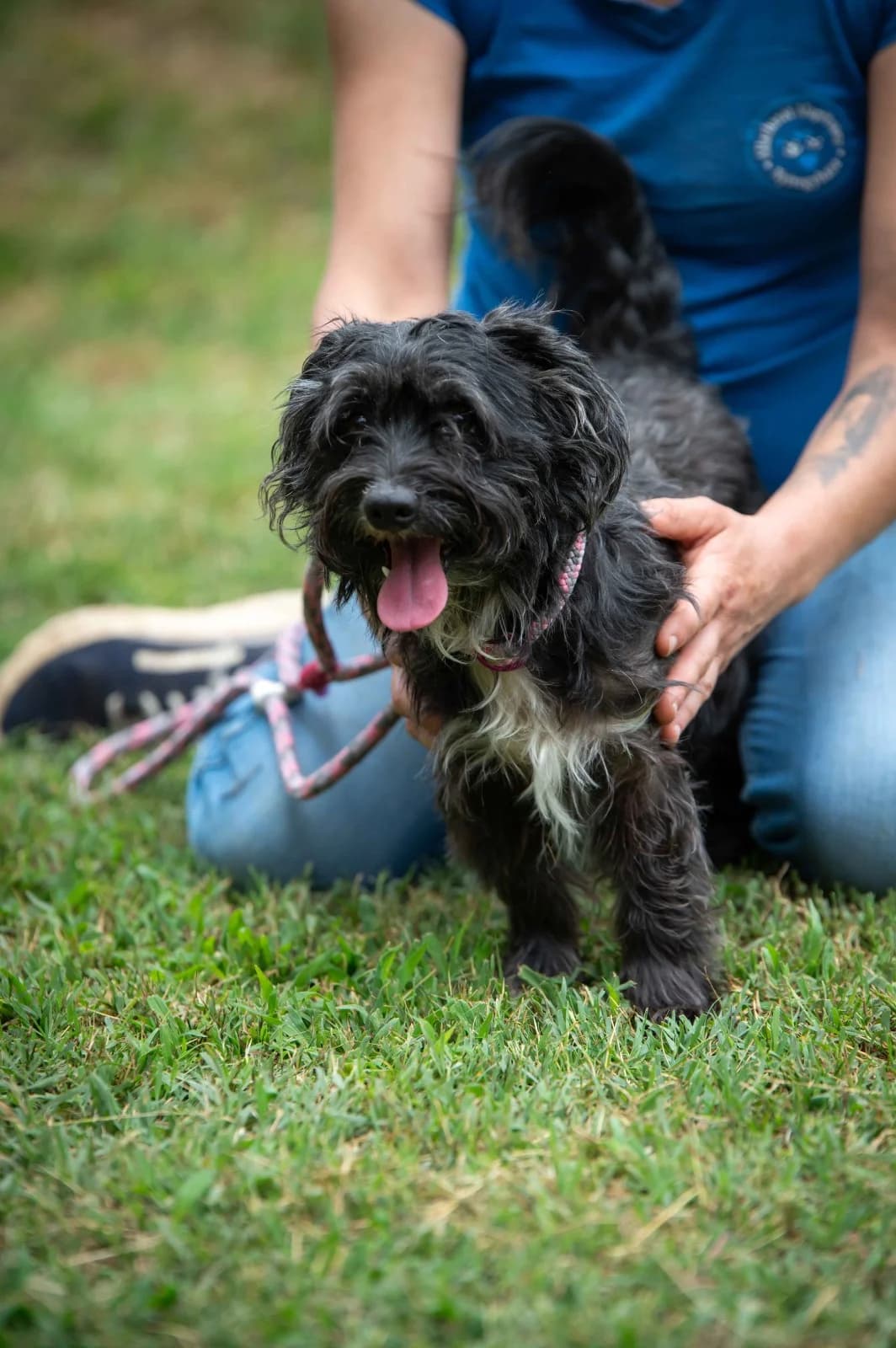 Ajsa, female 7yo Maltese for adoption at Pfotenhilfe Sauerland e.V., Marsberg