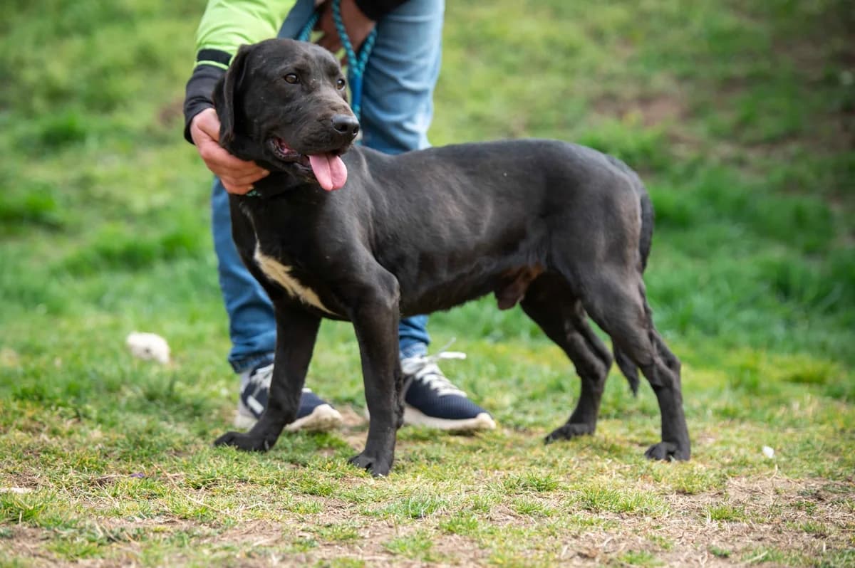 Ajtor, male 3yo Mixed Breed for adoption at Pfotenhilfe Sauerland e.V., Marsberg