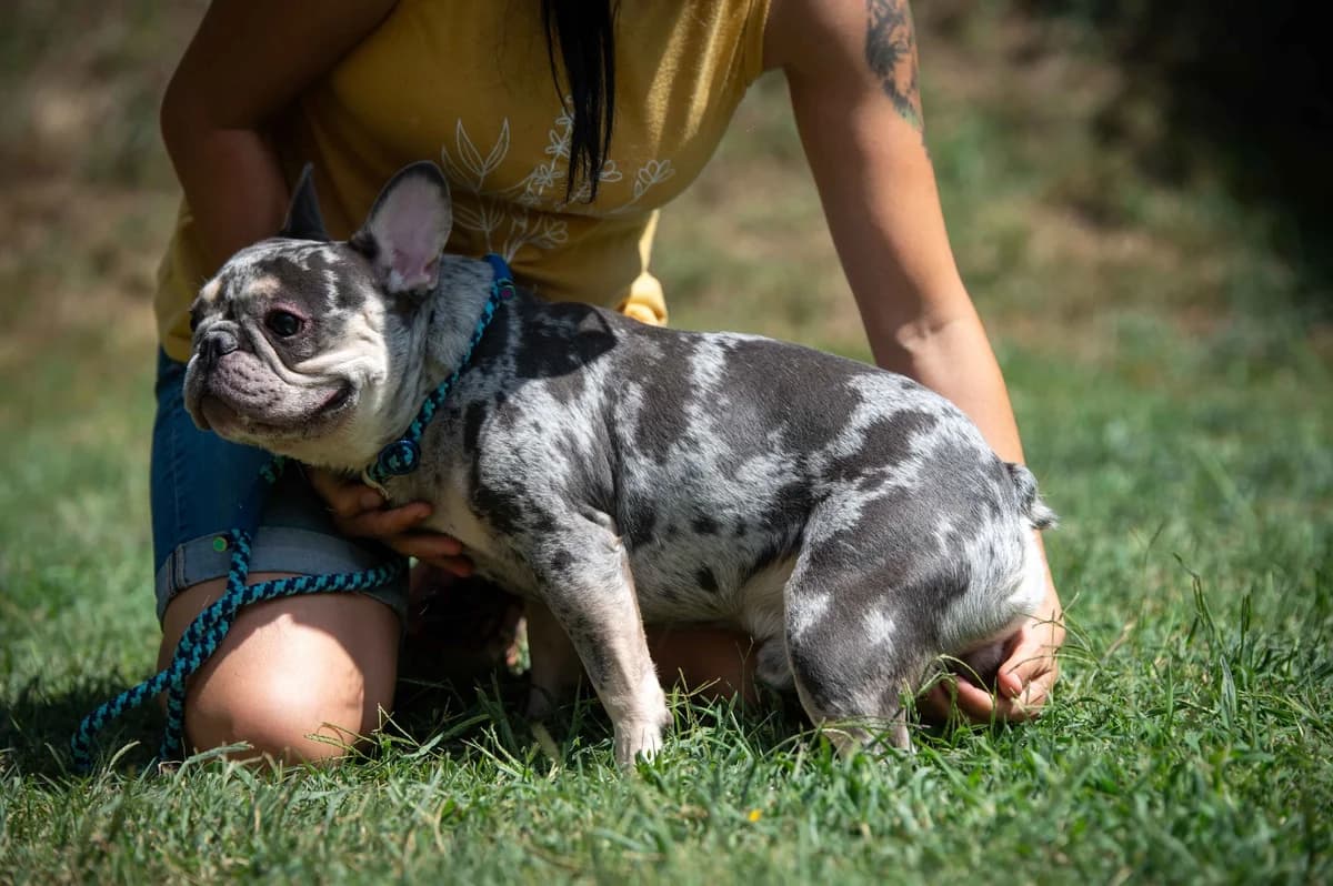 Akagi, male young French Bulldog for adoption at Pfotenhilfe Sauerland e.V., Marsberg