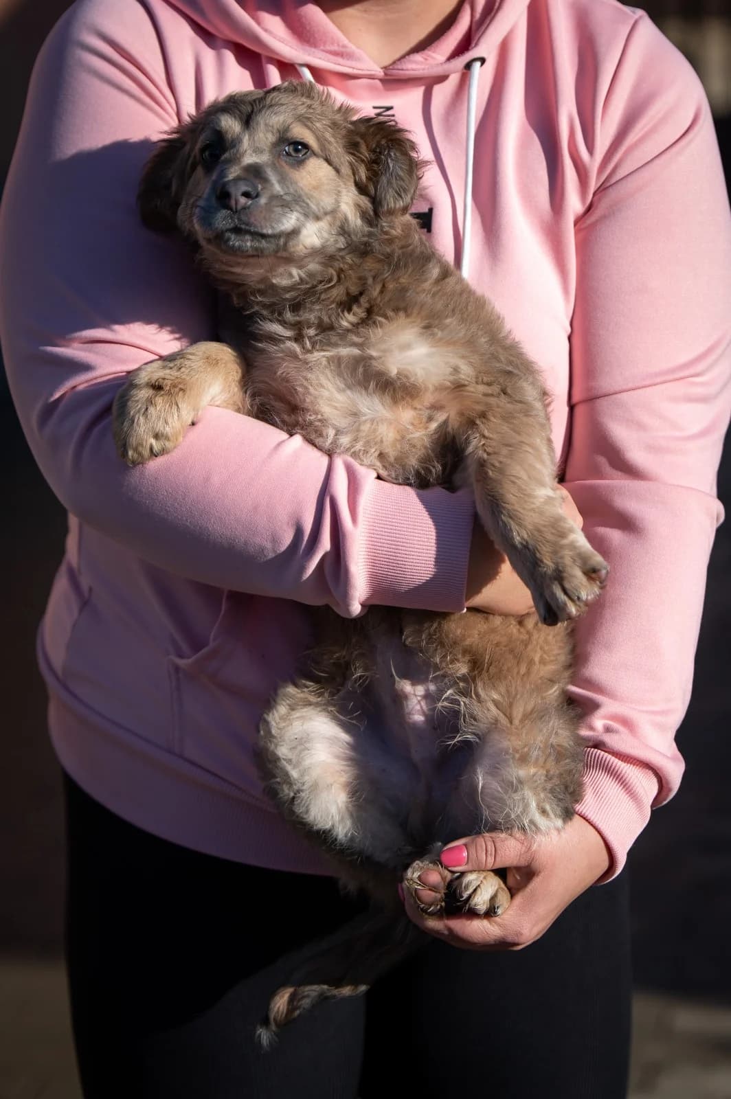 Alaric, male young Mixed Breed for adoption at Pfotenhilfe Sauerland e.V., Marsberg