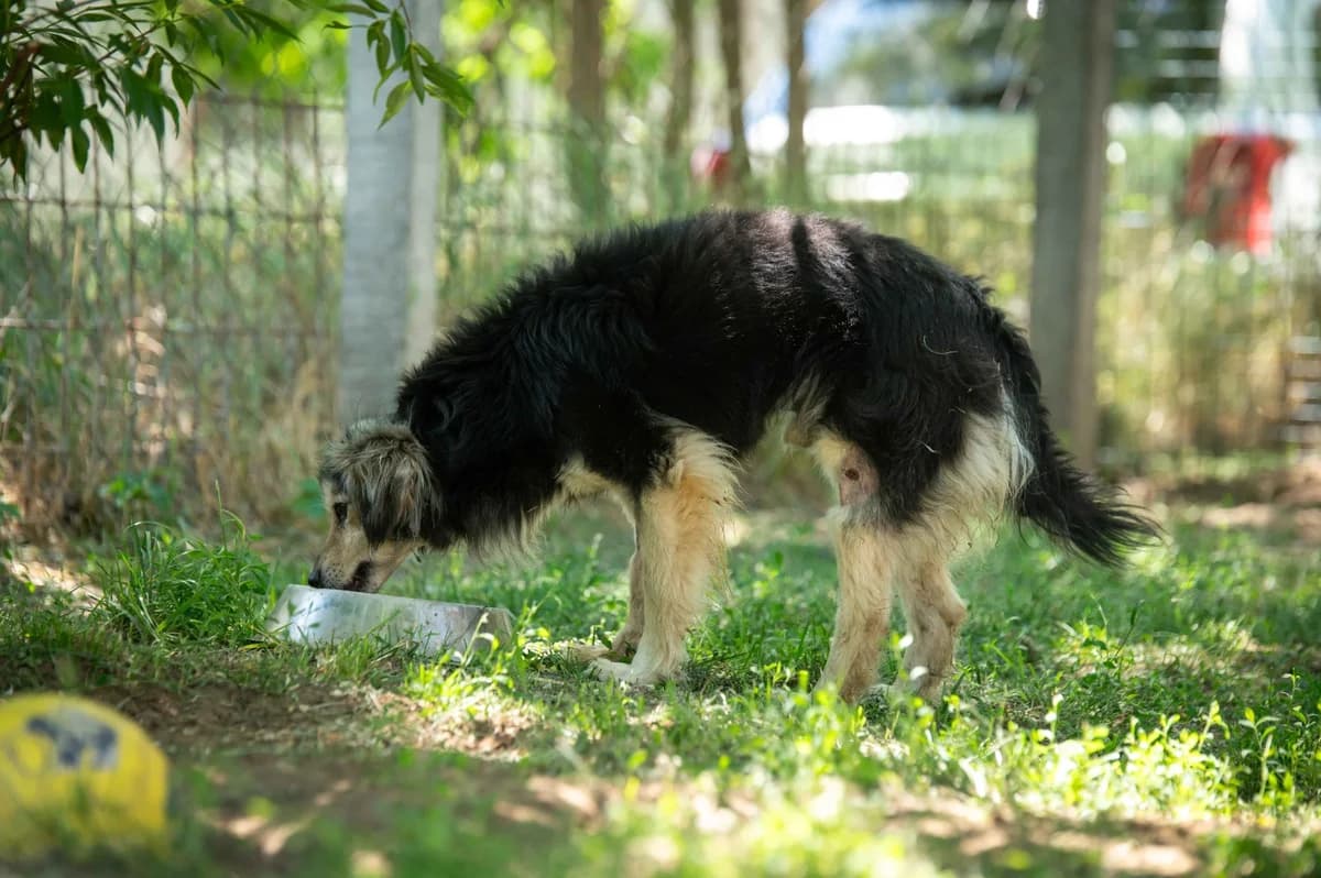 Alessio, male young German Shepherd for adoption at Pfotenhilfe Sauerland e.V., Marsberg