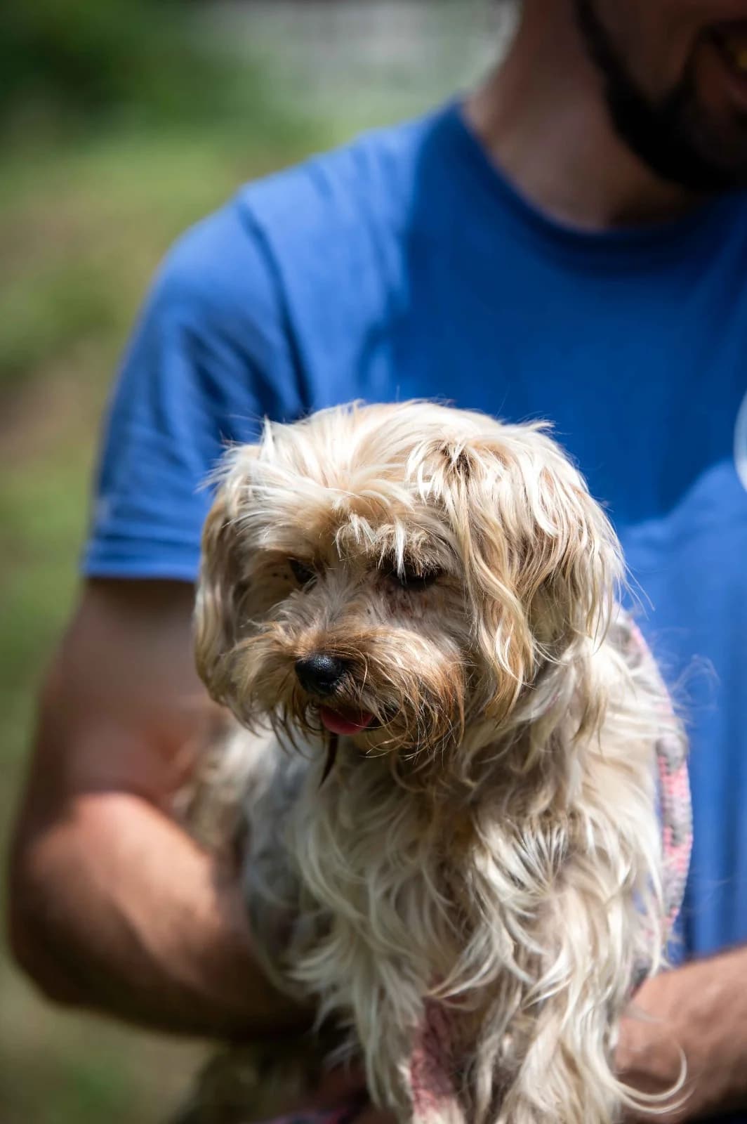 Alicante, female 3yo Yorkshire Terrier for adoption at Pfotenhilfe Sauerland e.V., Marsberg