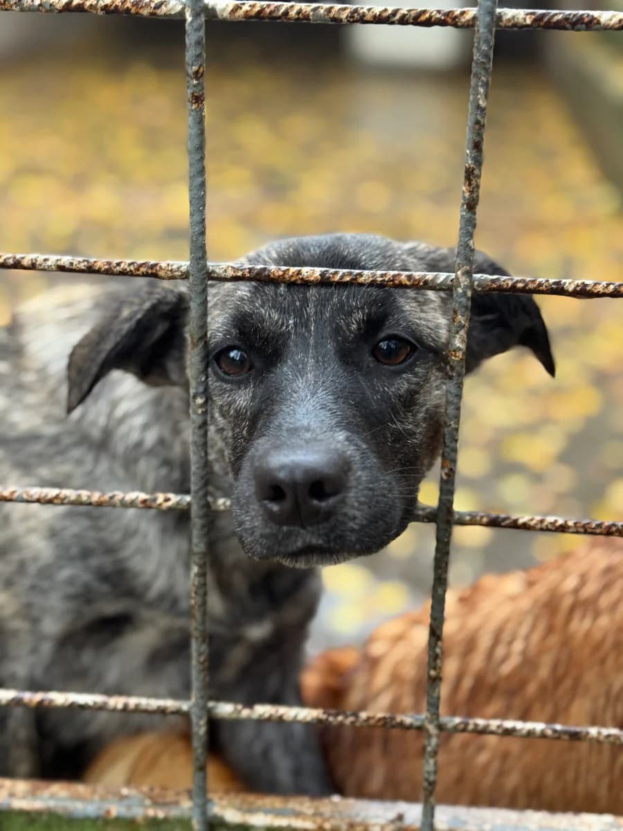 Allie, female young German Shepherd for adoption at Pfotenhilfe Sauerland e.V., Marsberg