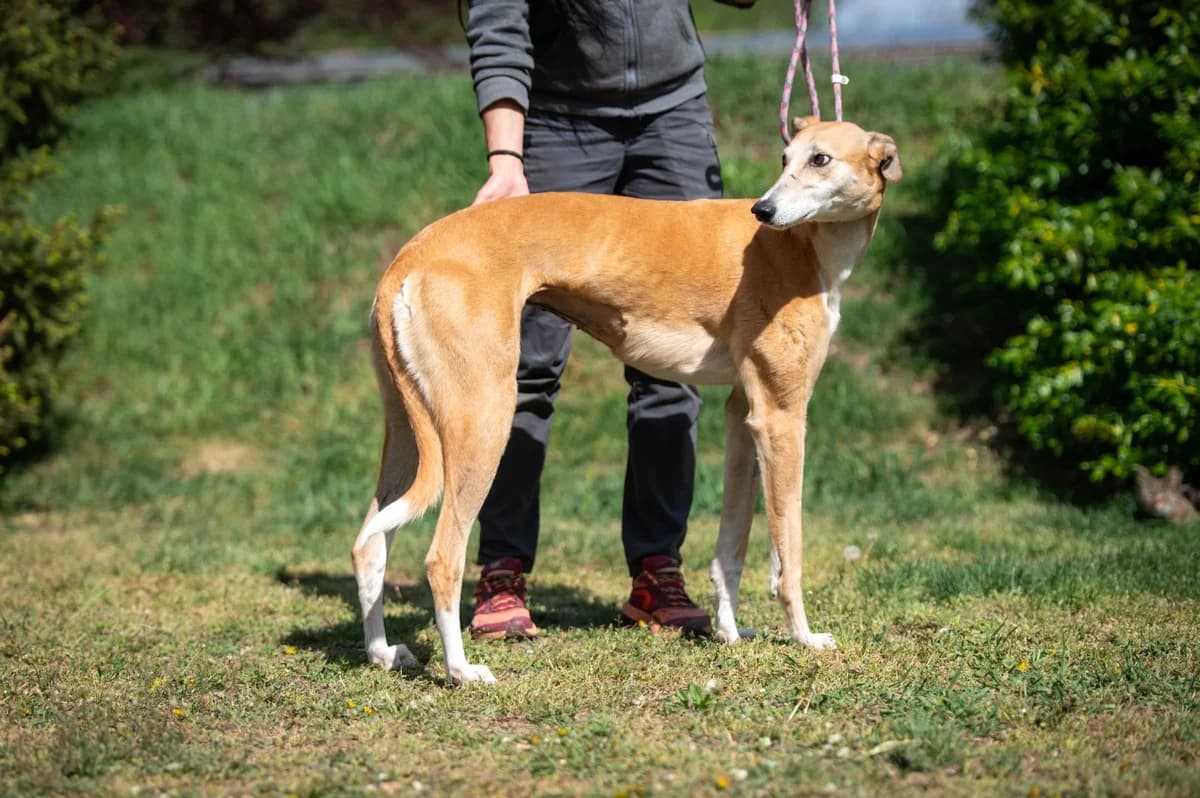 Althea, female 3yo mixed breed for adoption at Pfotenhilfe Sauerland e.V., Marsberg