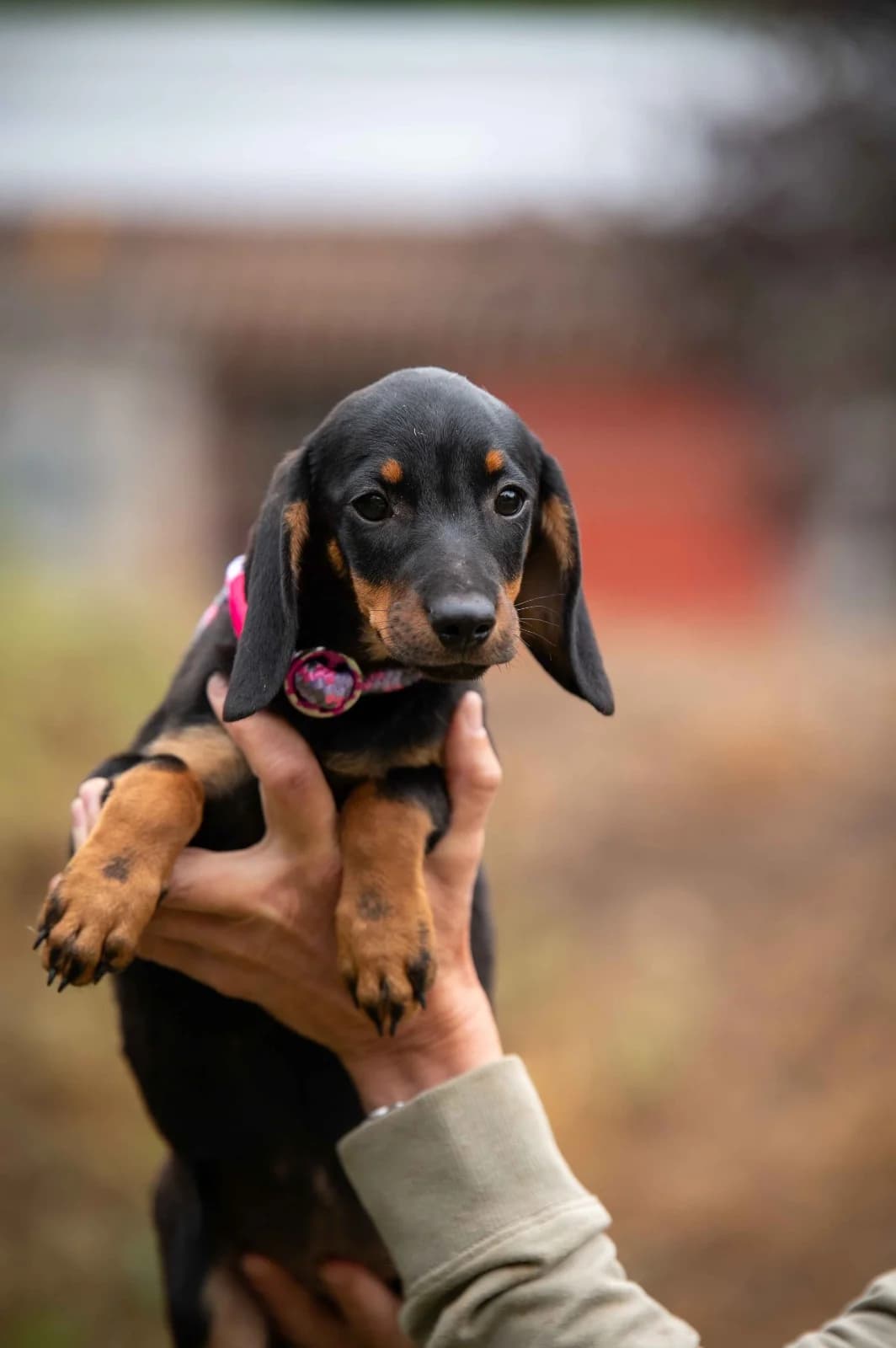 Amarante, female puppy Dachshund for adoption at Pfotenhilfe Sauerland e.V., Marsberg