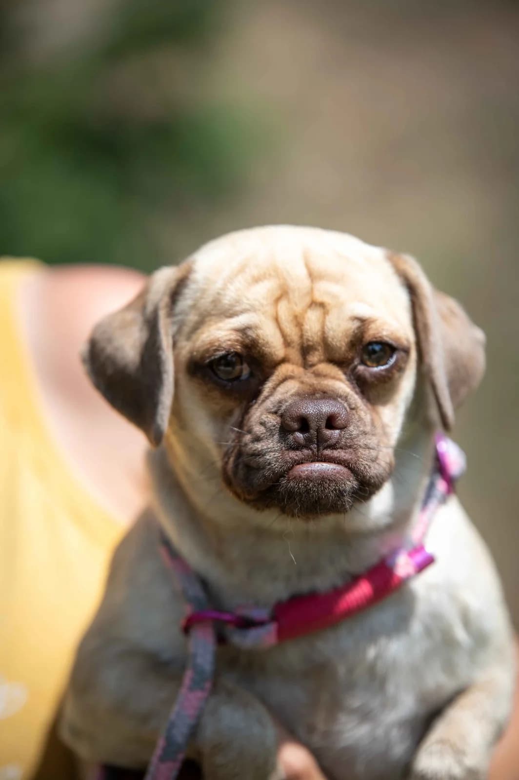 Angara, female young Mixed Breed for adoption at Pfotenhilfe Sauerland e.V., Marsberg